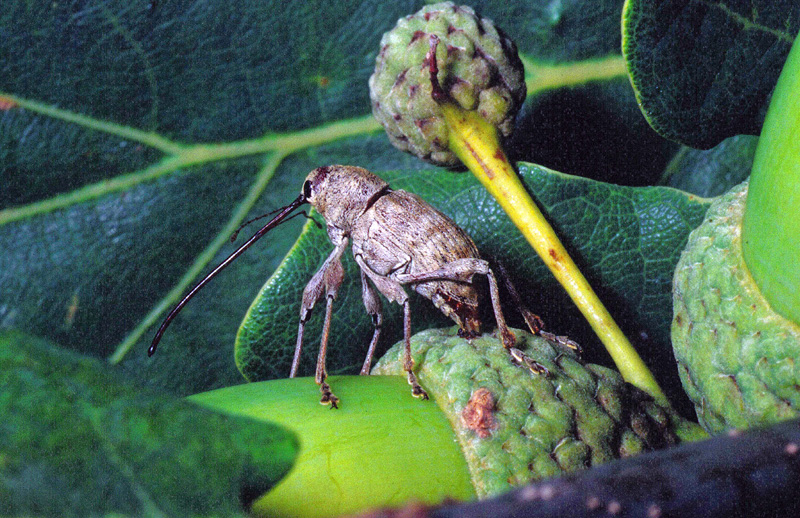 Curculio elephas